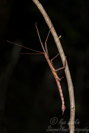 2032  Stick Insect (Phasmatodea spp) - Madagascar
