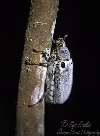 2033 Beetle - Madagascar