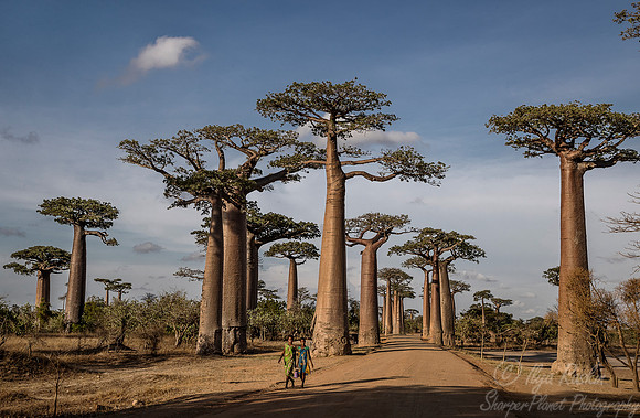 1047 - Madagascar