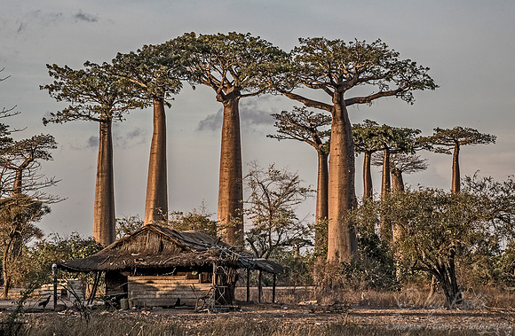 1048 - Madagascar