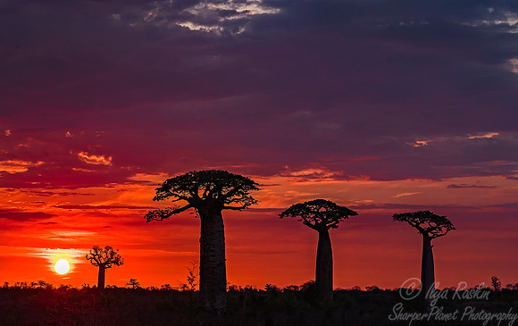 1050 - Madagascar