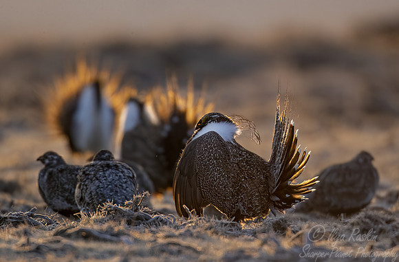 041 Greater sage-grouse (Centrocercus urophasianus) - CO