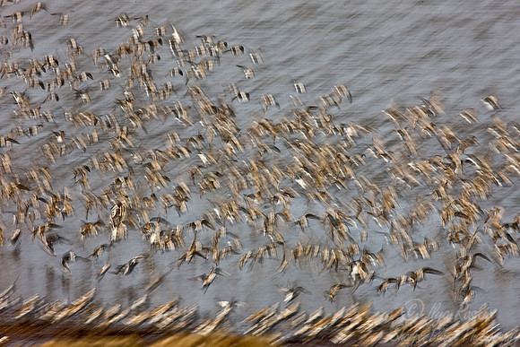 054 Flying Shorebirds - DE