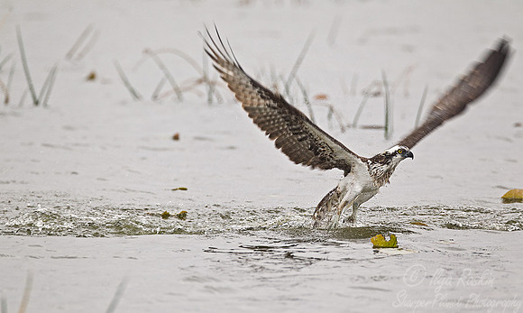 077 Osprey (Pandion haliaetus) FL