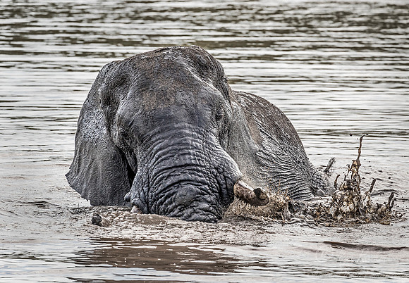 057 African Elephant (Loxodonta africana) - Sabi Sands South Africa