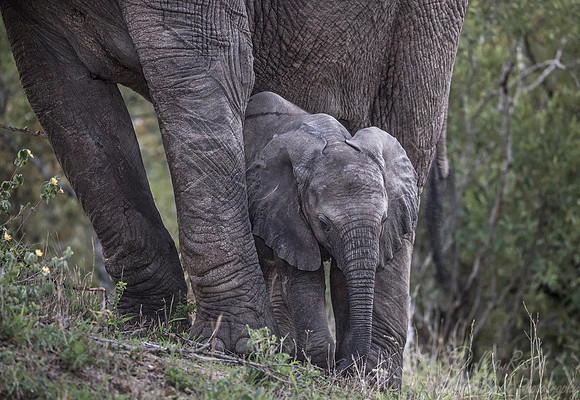 055 African Elephants (Loxodonta africana) - Sabi Sands South Africa