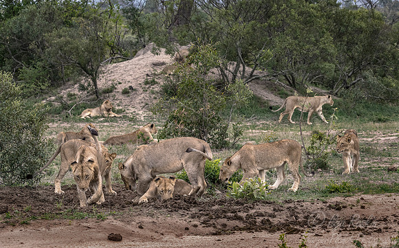122 Lions (Panthera leo) - Sabi Sands South Africa
