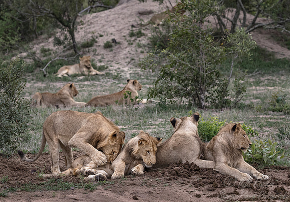 123 Lions (Panthera leo) - Sabi Sands South Africa