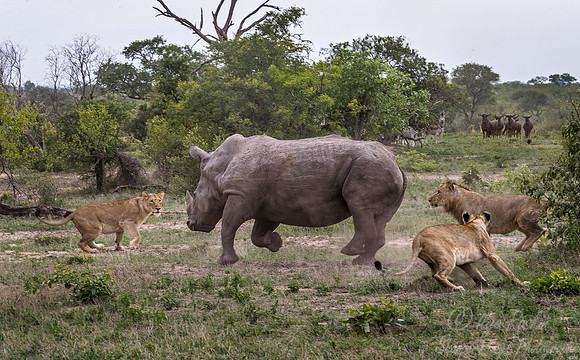 120 Lions (Panthera leo) - Sabi Sands South Africa