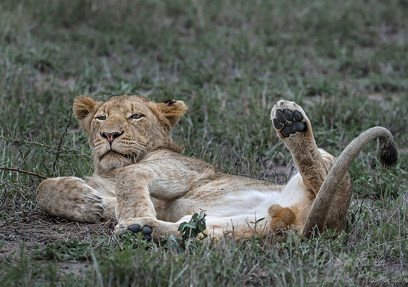 124 Lion (Panthera leo) - Sabi Sands South Africa