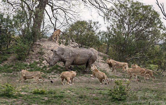 121 Lions (Panthera leo) - Sabi Sands South Africa