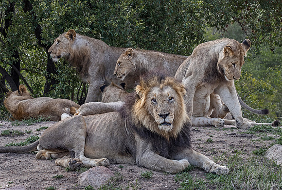 125 Lions (Panthera leo) - Sabi Sands South Africa