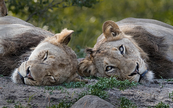 126 Lions (Panthera leo) - Sabi Sands South Africa
