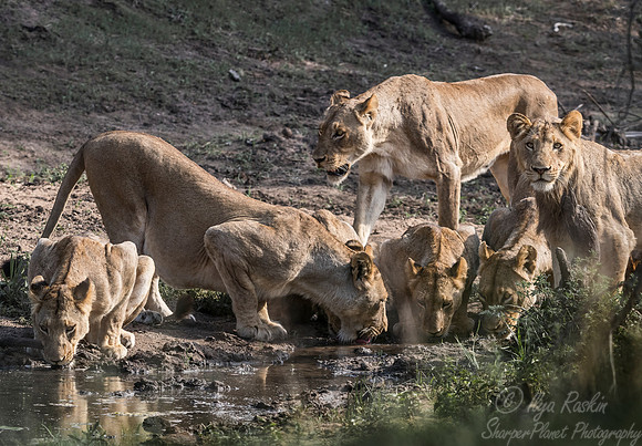 127 Lions (Panthera leo) - Sabi Sands South Africa