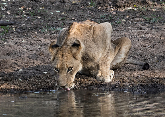 128 Lion (Panthera leo) - Sabi Sands South Africa