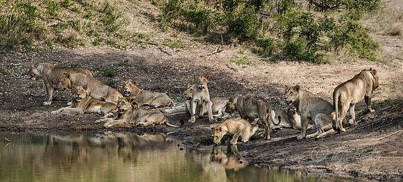 129 Lions (Panthera leo) - Sabi Sands South Africa