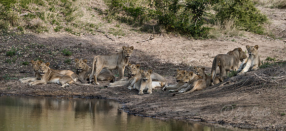 130 Lions (Panthera leo) - Sabi Sands South Africa