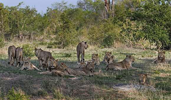 131 Lions (Panthera leo) - Sabi Sands South Africa