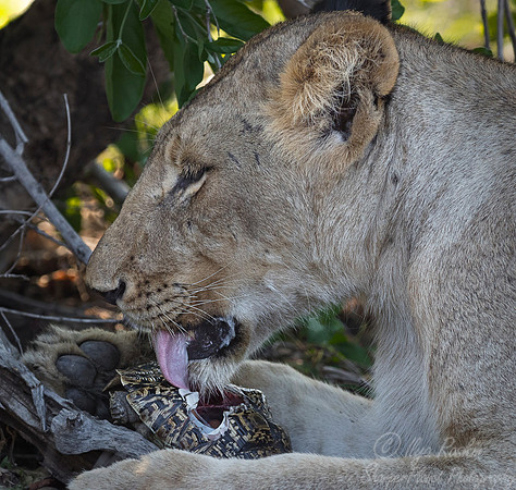 132 Lion (Panthera leo) - Sabi Sands South Africa