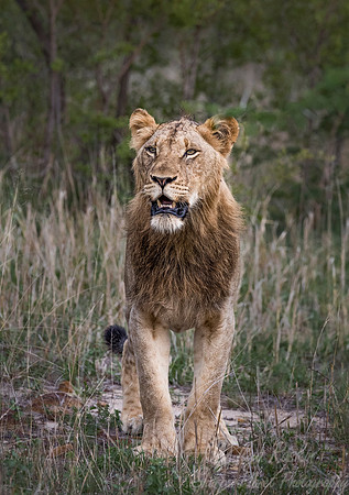 115 Lion (Panthera leo) - Sabi Sands South Africa