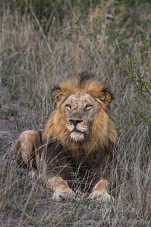116 Lion (Panthera leo) - Sabi Sands South Africa