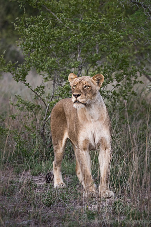 117 Lion (Panthera leo) - Sabi Sands South Africa