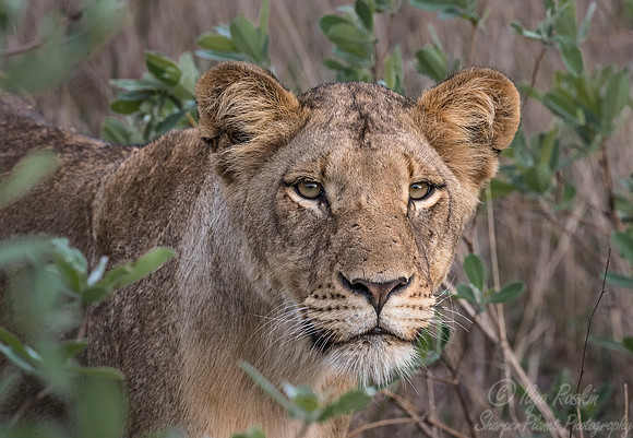 118 Lion (Panthera leo) - Sabi Sands South Africa