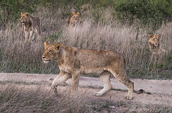 119 Lions (Panthera leo) - Sabi Sands South Africa