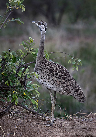 078 White-bellied Bustard (Eupodotis senegalensis) - Sabi Sands South Africa