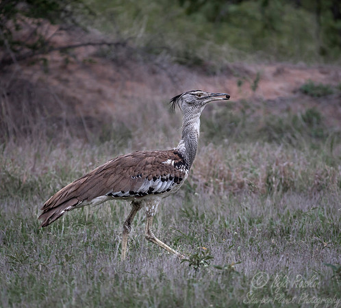 079  Kori Bustard (Ardeotis kori) Sabi Sands South Africa