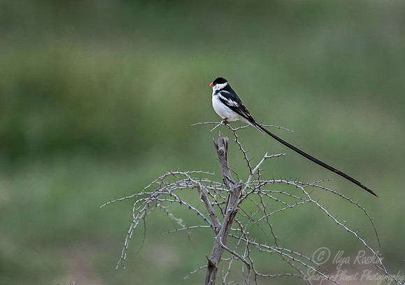080 Pin-tailed Whydah (Vidua macroura) Sabi Sands South Africa