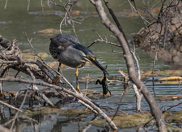 081 Striated Heron (Butorides striata) Sabi Sands South Africa