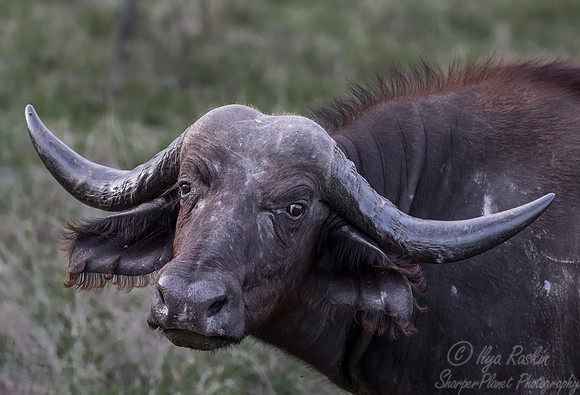 226 Cape or African Buffalo (Syncerus caffer) - Sabi Sands South Africa