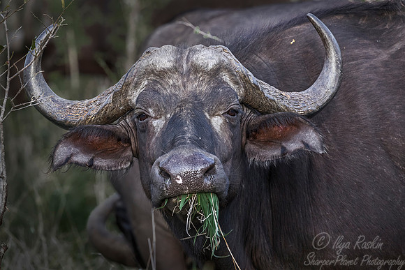 227 Cape or African Buffalo (Syncerus caffer) - Sabi Sands South Africa