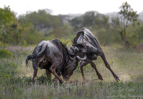 229 Blue Wildebeests (Connochaetes taurinus) - Sabi Sands South Africa