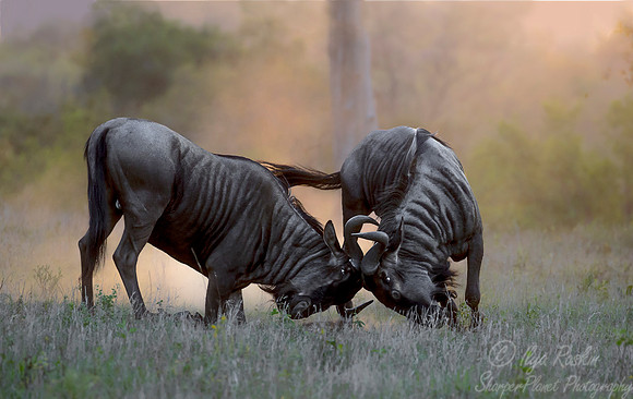 228 Blue Wildebeests (Connochaetes taurinus) - Sabi Sands South Africa