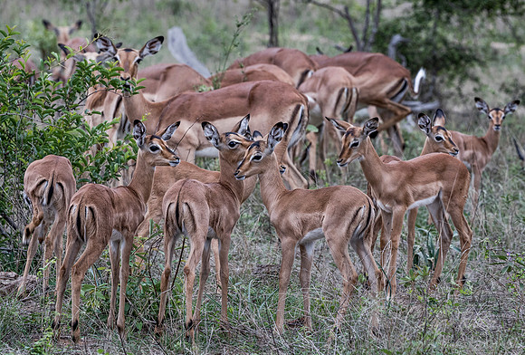 230  Impalas young (Aepyceros melampus) - Sabi Sands South Africa
