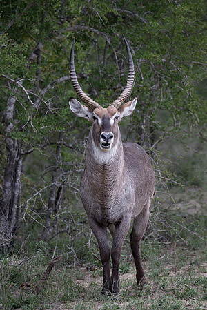 231 Waterbuck (Kobus ellipsiprymnus) - Sabi Sands South Africa