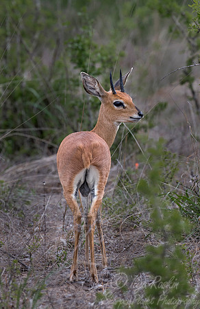 232 Steenbok (Raphicerus campestris) - Sabi Sands South Africa