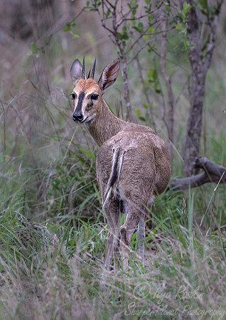 233 Common Duiker (Sylvicapra grimmia) - Sabi Sands South Africa