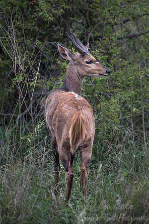 234 Nyala (Tragelaphus angasii) - Sabi Sands South Africa