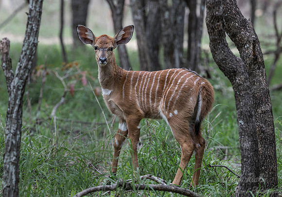 235 Nyala (Tragelaphus angasii) - Sabi Sands South Africa