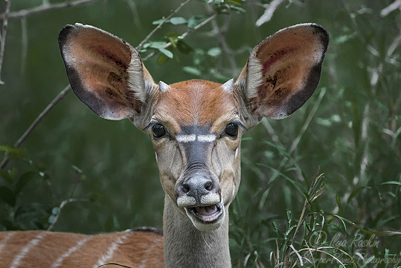 236 Nyala (Tragelaphus angasii) - Sabi Sands South Africa