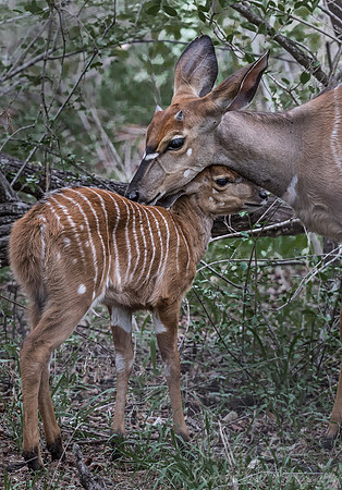 237 Nyala (Tragelaphus angasii) - Sabi Sands South Africa