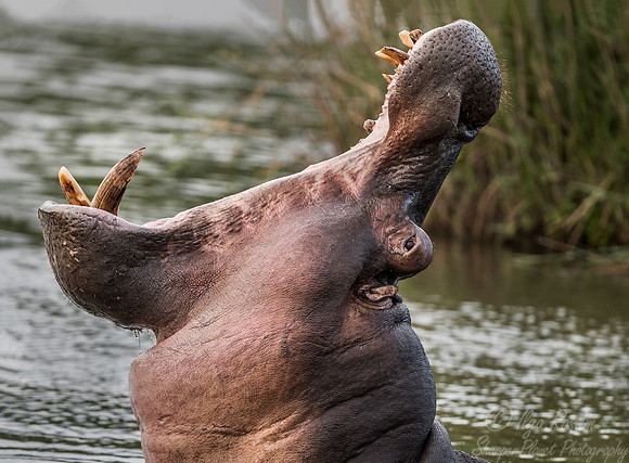 238 Hippopotamus (Hippopotamus amphibius) - Sabi Sands South Africa
