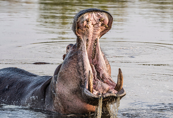 239 Hippopotamus (Hippopotamus amphibius) - Sabi Sands South Africa