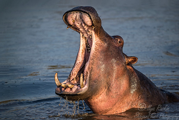 240 Hippopotamus (Hippopotamus amphibius) - Sabi Sands South Africa