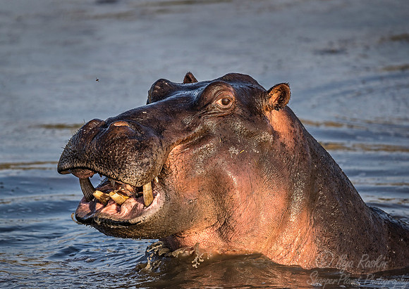 241 Hippopotamus (Hippopotamus amphibius) - Sabi Sands South Africa