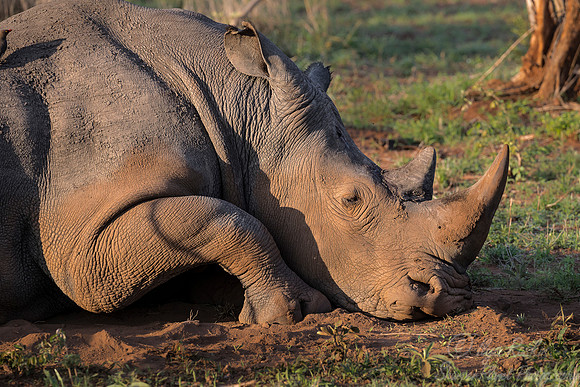 085 White Rhinoceros (Ceratotherium simum) - Sabi Sands South Africa