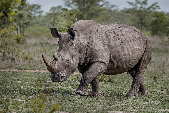 086 White Rhinoceros (Ceratotherium simum) - Sabi Sands South Africa